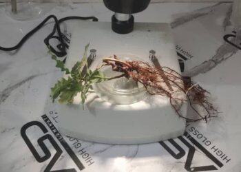 اجرای طرح مایه کوبی نهال با ترافل 1 اجرای طرح مایه کوبی نهال با ترافل