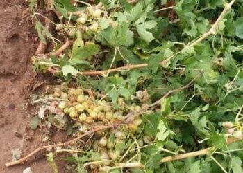 خسارت 640 میلیارد ریالی به محصولات کشاورزی بیضا 2 خسارت 640 میلیارد ریالی به محصولات کشاورزی بیضا