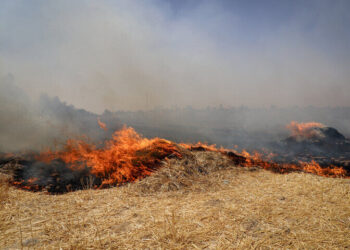 آتش در منطقه ارژن فارس مهار شد 2 آتش در منطقه ارژن فارس مهار شد