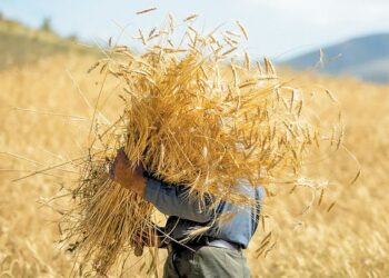 تولید ۹۱۳ هزار تن گندم در فارس 1 تولید ۹۱۳ هزار تن گندم در فارس