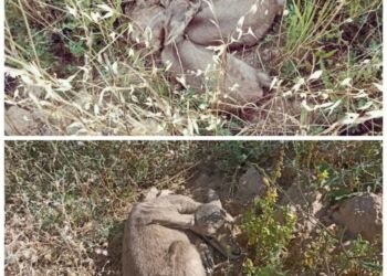 تولد ۳ بره آهو در محل تکثیر و پرورش شهرستان قیروکارزین 3 تولد ۳ بره آهو در محل تکثیر و پرورش شهرستان قیروکارزین