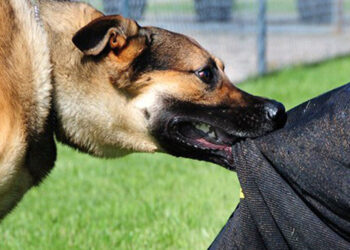 کنترل جمعیت سگ های بلا صاحب 1 کنترل جمعیت سگ های بلا صاحب