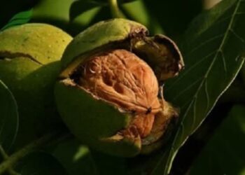 برداشت گردو در بیضا ۲۰ درصد افزایش یافت