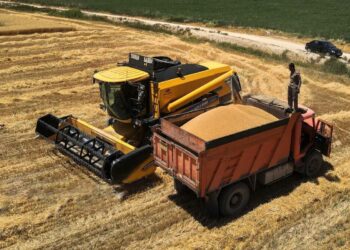 افزایش 16 درصدی تولید گندم در شیراز