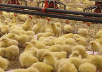 بیضا دومین تامین کننده مرغ استان فارس