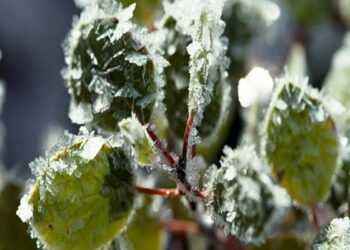 خطر سرمازدگی در استان فارس