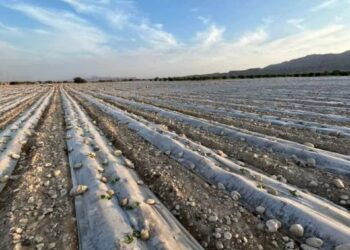 آغاز کشت خربزه در ۱۷۰۰ هکتار از مزارع فراشبند