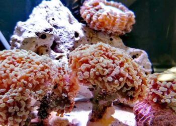 مرجان به خانه اش بازگشت 1 مرجان به خانه اش بازگشت