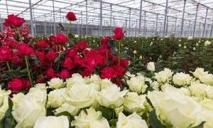 رزهای شیرازی در بازارهای همسایه؛ آیا ۱.۶ میلیون شاخه، سهم واقعی پایتخت گل فارس است؟